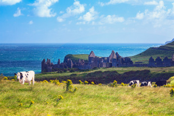 обоя животные, коровы,  буйволы