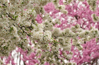 Картинка цветы цветущие+деревья+ +кустарники весна