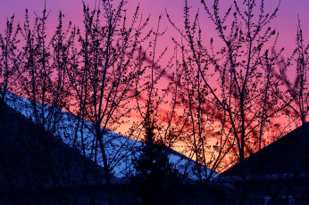 Картинка природа восходы закаты ветки