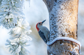 обоя животные, дятлы, птица