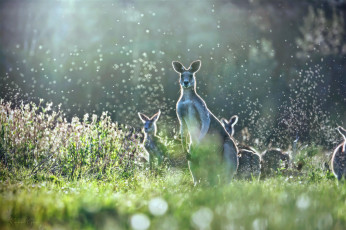 Картинка животные кенгуру