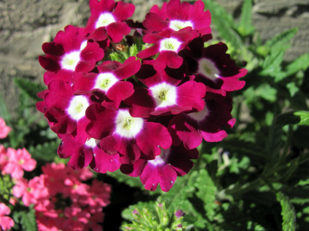 Обои картинки фото цветы, вербена, соцветие, макро