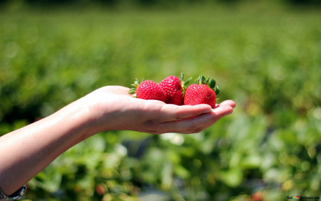 Обои картинки фото еда, клубника,  земляника