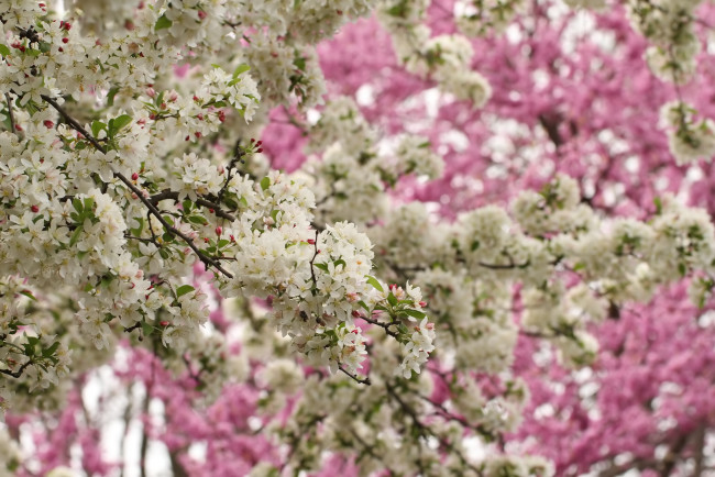 Обои картинки фото цветы, цветущие деревья ,  кустарники, весна