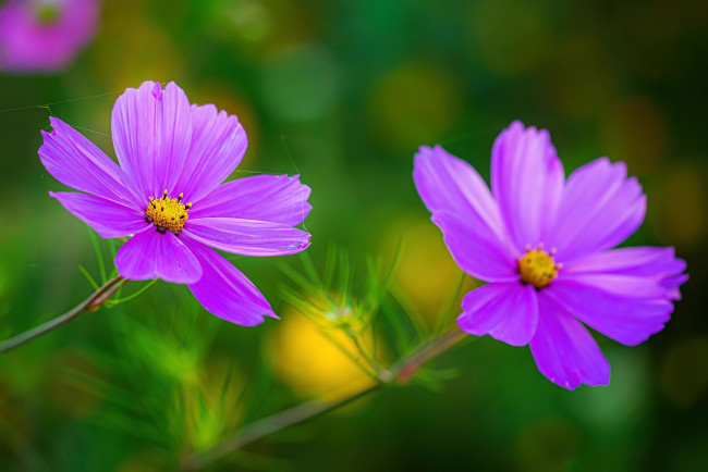 Обои картинки фото цветы, космея, лето