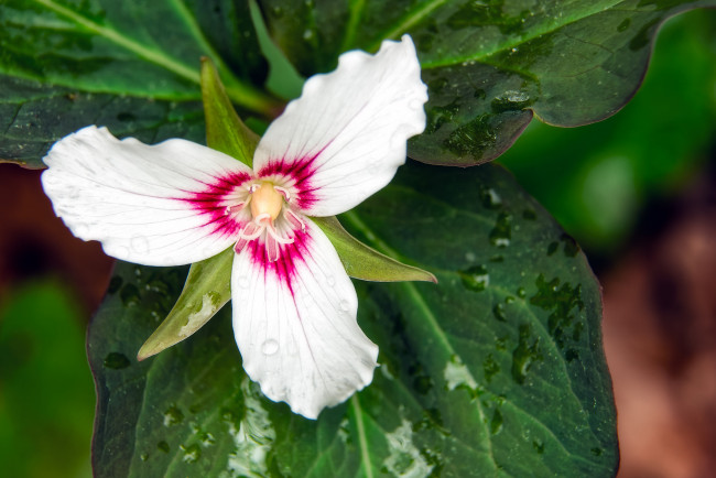 Обои картинки фото цветы, триллиумы, белый