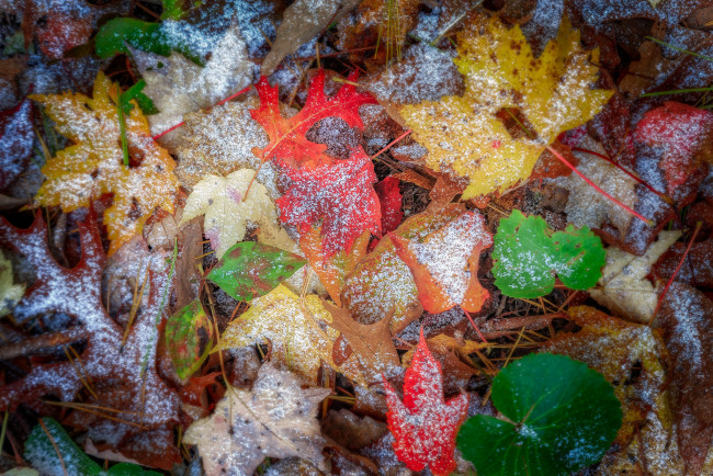 Обои картинки фото природа, листья, осень