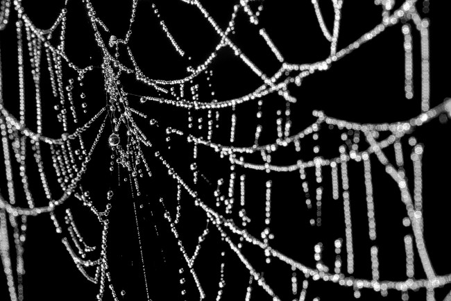 Обои картинки фото природа, макро, паутина