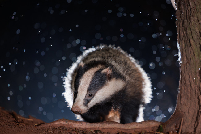 Обои картинки фото животные, барсуки, ночь