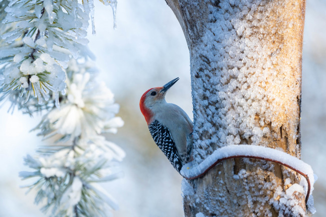 Обои картинки фото животные, дятлы, птица
