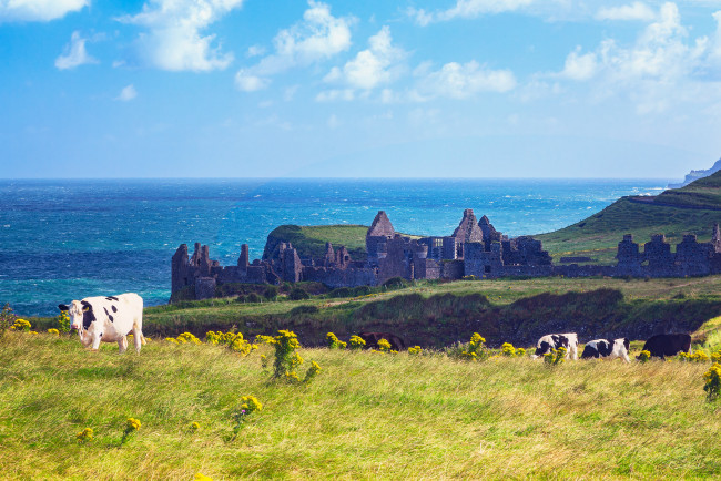 Обои картинки фото животные, коровы,  буйволы