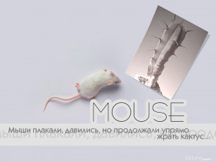Картинка мышь юмор приколы