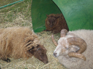 Картинка baran животные овцы бараны