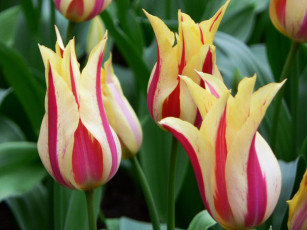 Картинка цветы тюльпаны