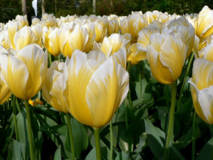 Картинка цветы тюльпаны