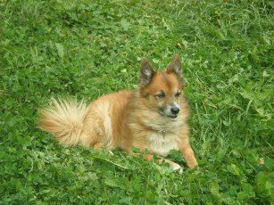 Картинка sobaka животные собаки