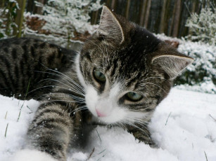 Картинка животные коты