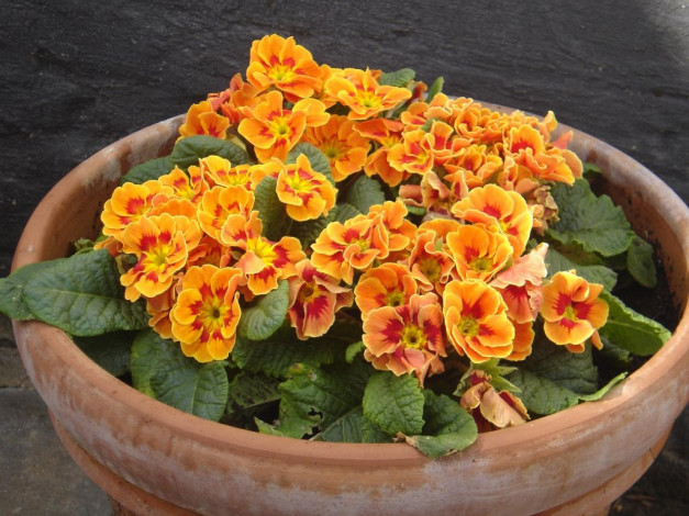 Обои картинки фото цветы, примулы