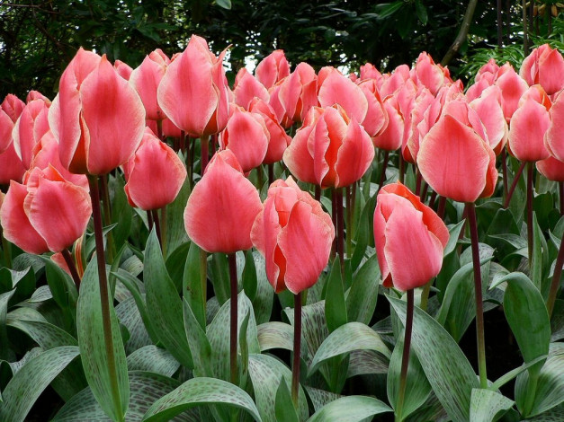 Обои картинки фото цветы, тюльпаны