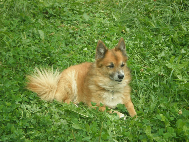 Обои картинки фото sobaka, животные, собаки