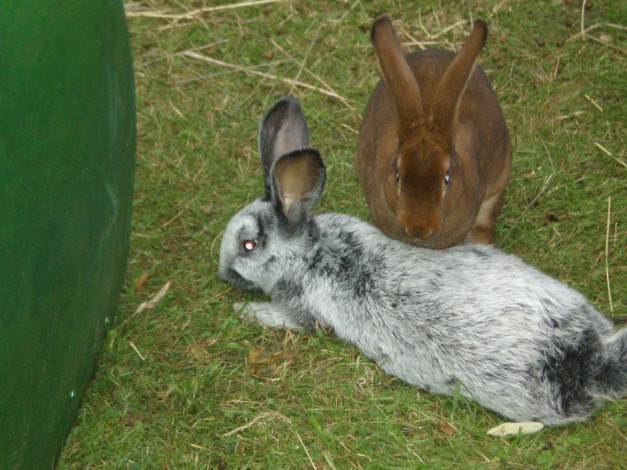 Обои картинки фото животные, кролики, зайцы