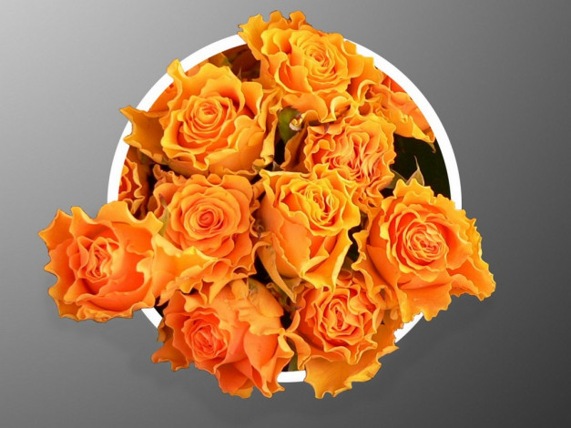 Обои картинки фото цветы, розы