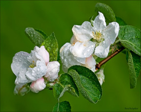 Картинка цветы цветущие деревья кустарники