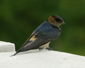 Картинка животные ласточки