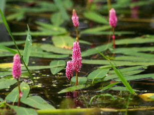 Картинка цветы