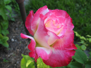 Картинка цветы розы