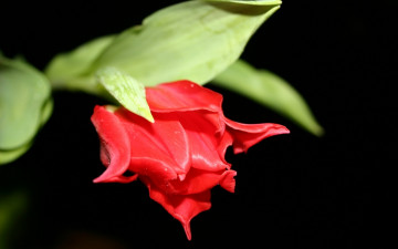 Картинка цветы тюльпаны