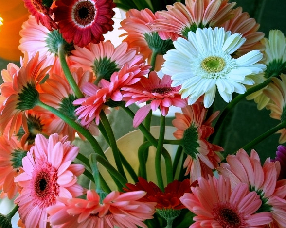 Обои картинки фото цветы, герберы