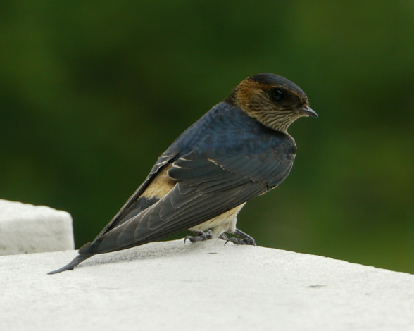 Обои картинки фото животные, ласточки