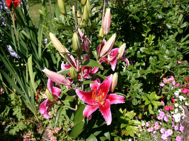 Обои картинки фото цветы, лилии, лилейники