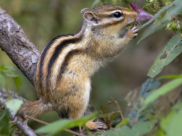 Обои картинки фото животные, бурундуки