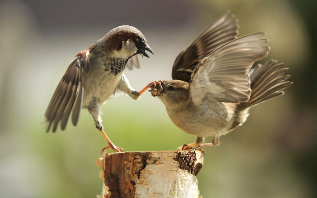 Обои картинки фото молчи, женщина, твой, день, марта, животные, воробьи