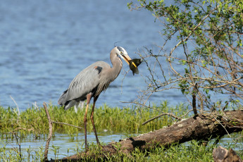 Картинка животные цапли трава вода