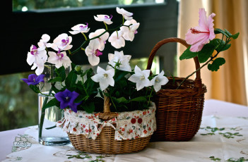 Картинка цветы разные вместе орхидея колокольчики гибискус