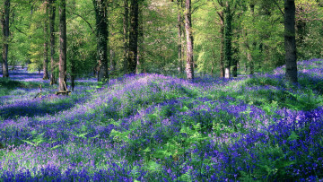 Картинка природа лес зелень цветы поляна