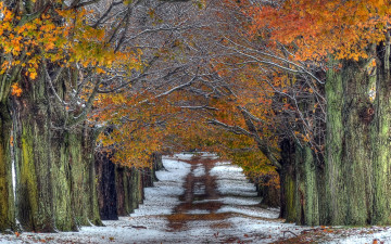 Картинка природа дороги снег деревья