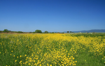 Картинка природа луга небо цветы