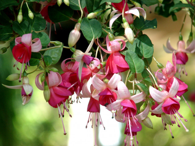 Обои картинки фото цветы, фуксия, ветка