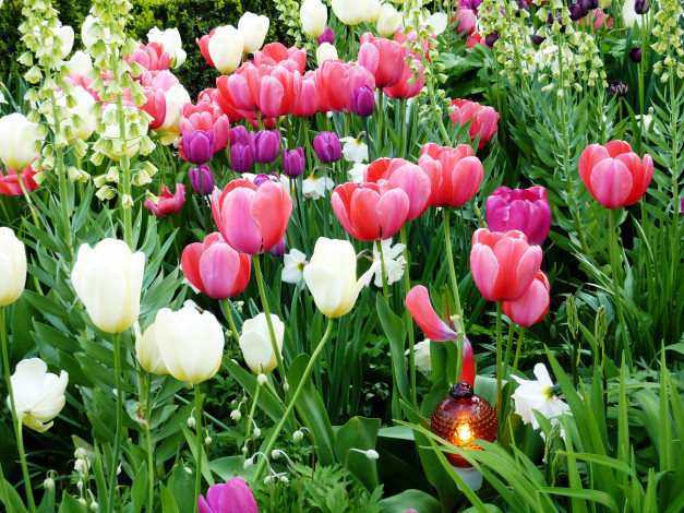 Обои картинки фото цветы, разные, вместе, тюльпаны