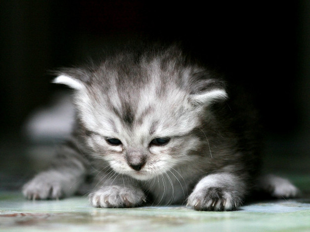 Обои картинки фото животные, коты, котенок, малыш