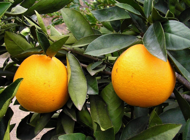 Обои картинки фото природа, плоды, ветка, листья