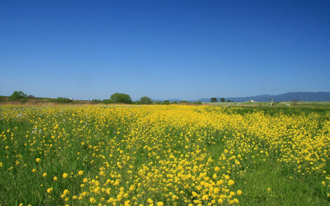 Обои картинки фото природа, луга, небо, цветы