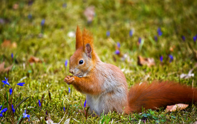Обои картинки фото животные, белки, рыжий, хвост, цветы