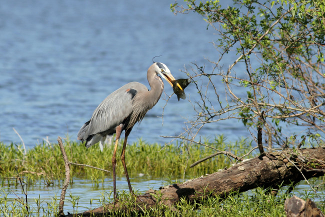 Обои картинки фото животные, цапли, трава, вода