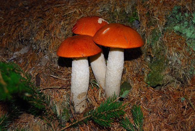 Обои картинки фото природа, грибы, подосиновики, иголки