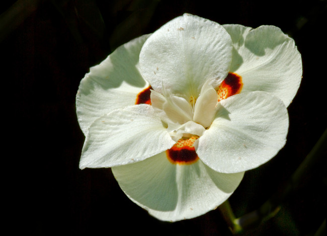 Обои картинки фото цветы, орхидеи, лепестки